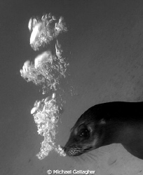 Galapagos sea lion blowing bubbles at me - I spent a lot ... by Michael Gallagher 